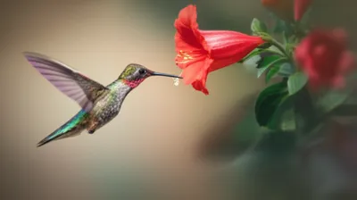 Illustration grace - Image 1