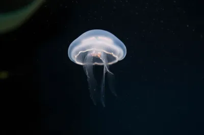 Hình ảnh minh họa medusoid - Ảnh 1