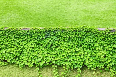 Illustration encroaches - Image 1