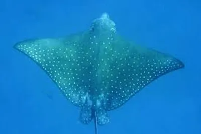 Illustration ray - Image 2