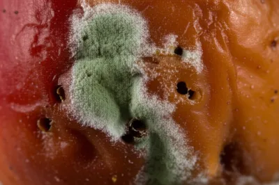 Illustration peck - Image 1