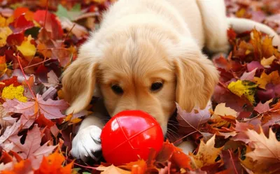 Illustration hides - Image 1