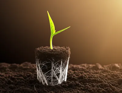 Illustration germinates - Image 1