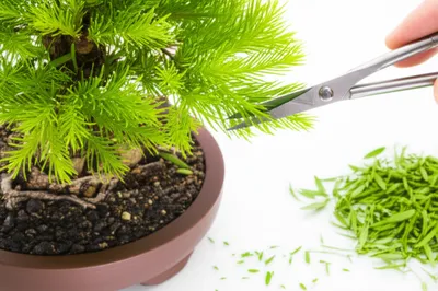 Illustration prunes - Image 1