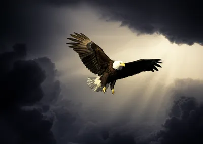 Illustration undefeated