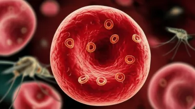 Illustration babesiosis