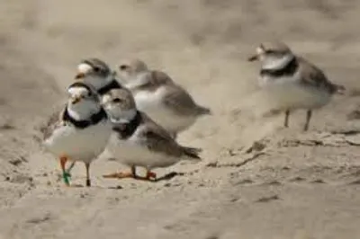 Illustration congregation - Image 3