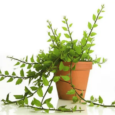 Illustration overgrown