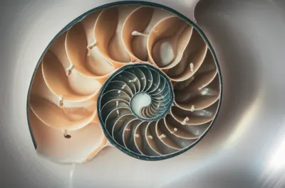 Illustration whorls - Image 1