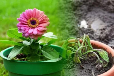 Illustration watered - Image 1