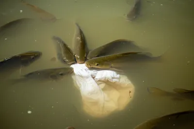 Illustration scat - Image 1