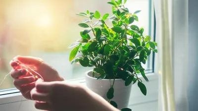 Illustration adornment - Image 1