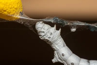 Illustration spinners - Image 1