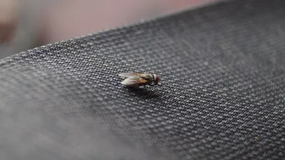 Illustration housefly - Image 2