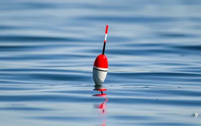 Illustration bobs - Image 1