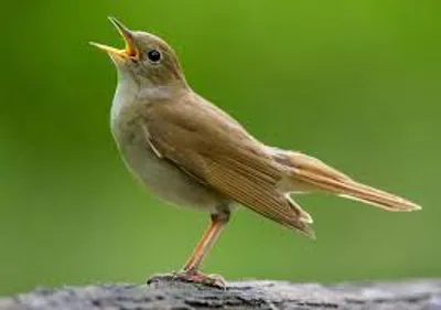 Illustration nightingale - Image 2