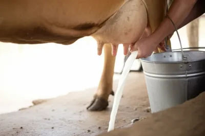 Illustration milked - Image 1