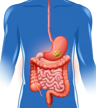 Illustration stomach - Image 1