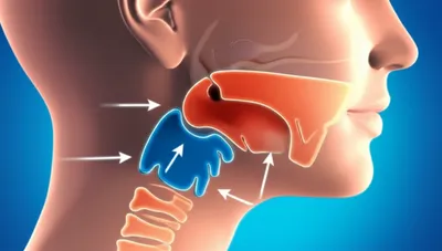 Illustration pharyngal - Image 1