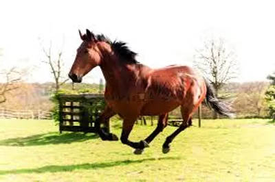 Illustration canter - Image 2