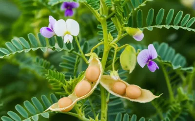 Illustration garbanzo