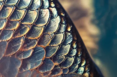 Illustration ctenoid - Image 1