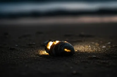 Illustration oyster - Image 1