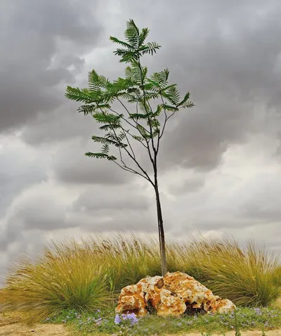 Illustration subsisted - Image 2