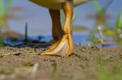 Illustration webs - Image 1