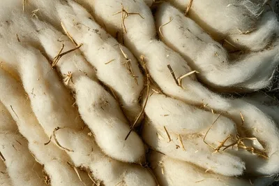 Illustration shives - Image 1