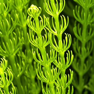 Hình ảnh minh họa horsetails - Ảnh 1