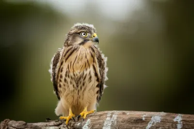 Illustration sores - Image 1