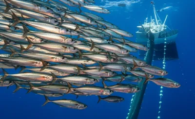 Illustration scombroid - Image 1