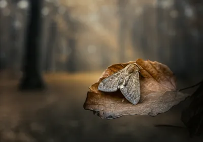 Illustration herald - Image 1