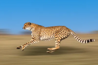 Illustration speedy - Image 1