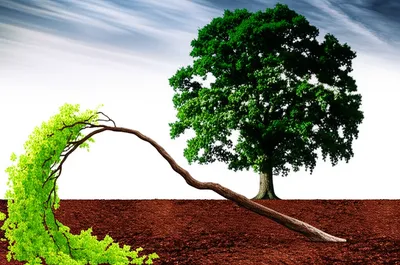 Illustration yields - Image 1