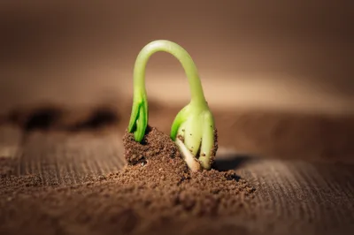 Illustration collars - Image 1