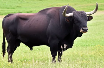 Illustration aurochs