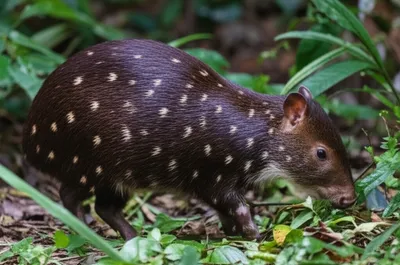 Illustration paca - Image 1