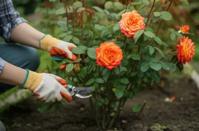 Illustration babies - Image 1