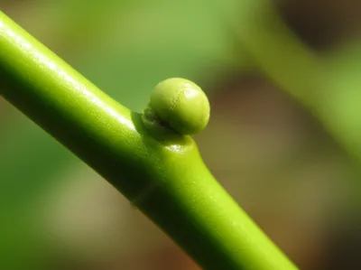 Illustration bud - Image 1