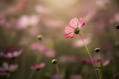 Illustration influencing