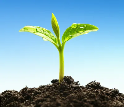 Illustration freshness