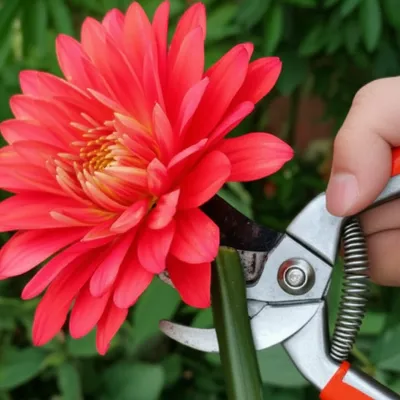 Illustration curtail - Image 1