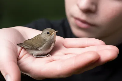 Illustration weighed - Image 1