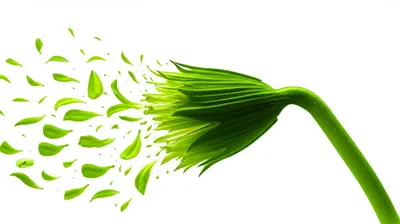 Illustration prematurely