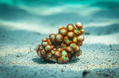 Illustration seed - Image 1