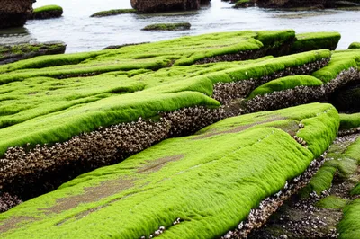 Illustration encrusting - Image 1