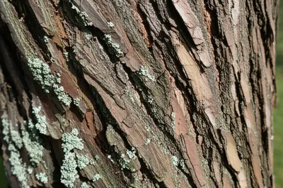 Illustration bark - Image 1