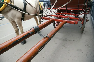 Illustration limbers - Image 1